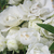 Bijela  - Polianta ruže  - Snövit